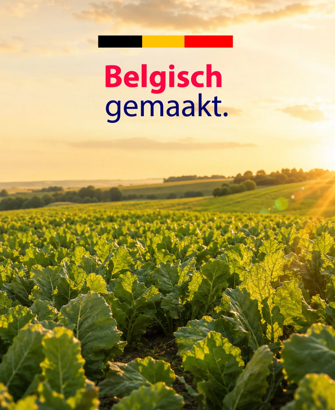From Our Fields to Your Table: The Belgian Way to Smarter Sweet